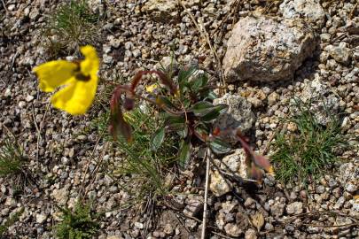 Fotografia da espécie Tuberaria globulariifolia