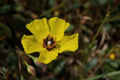 Fotografia da espécie Tuberaria globulariifolia