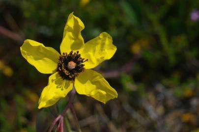 Fotografia da espécie Tuberaria globulariifolia