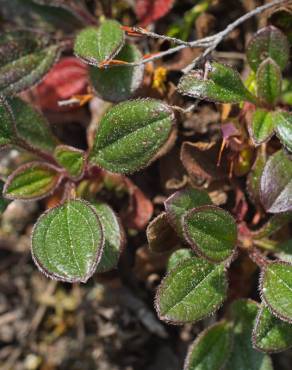 Fotografia 14 da espécie Tuberaria globulariifolia no Jardim Botânico UTAD