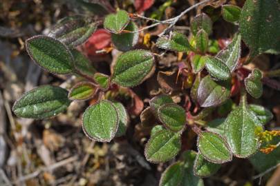 Fotografia da espécie Tuberaria globulariifolia