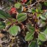 Fotografia 14 da espécie Tuberaria globulariifolia do Jardim Botânico UTAD
