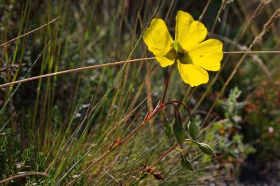 Fotografia da espécie Tuberaria globulariifolia