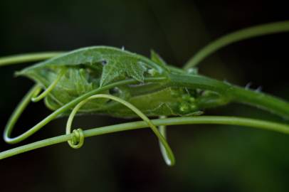 Fotografia da espécie Bryonia cretica subesp. dioica