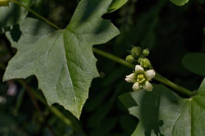 Fotografia da espécie Bryonia cretica subesp. dioica