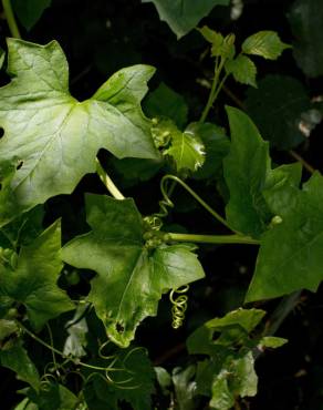 Fotografia 13 da espécie Bryonia cretica subesp. dioica no Jardim Botânico UTAD