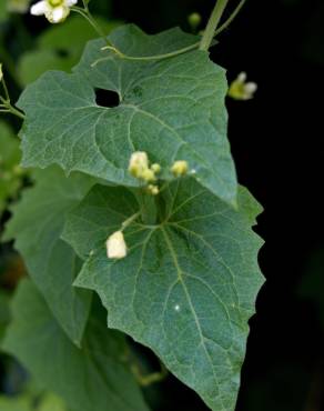 Fotografia 14 da espécie Bryonia cretica subesp. dioica no Jardim Botânico UTAD