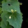 Fotografia 14 da espécie Bryonia cretica subesp. dioica do Jardim Botânico UTAD