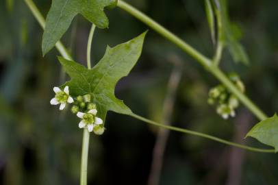 Fotografia da espécie Bryonia cretica subesp. dioica