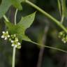 Fotografia 15 da espécie Bryonia cretica subesp. dioica do Jardim Botânico UTAD