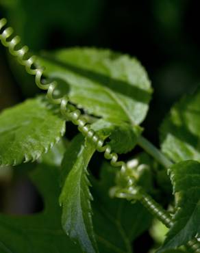 Fotografia 18 da espécie Bryonia cretica subesp. dioica no Jardim Botânico UTAD