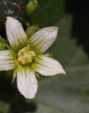 Fotografia 19 da espécie Bryonia cretica subesp. dioica no Jardim Botânico UTAD