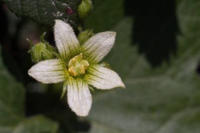 Fotografia da espécie Bryonia cretica subesp. dioica