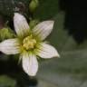 Fotografia 19 da espécie Bryonia cretica subesp. dioica do Jardim Botânico UTAD