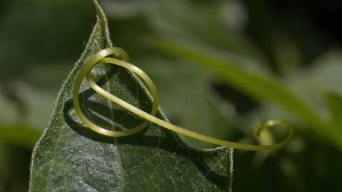 Fotografia da espécie Bryonia cretica subesp. dioica