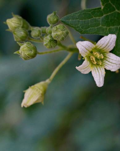 Fotografia de capa Bryonia cretica subesp. dioica - do Jardim Botânico