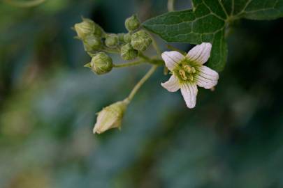 Fotografia da espécie Bryonia cretica subesp. dioica