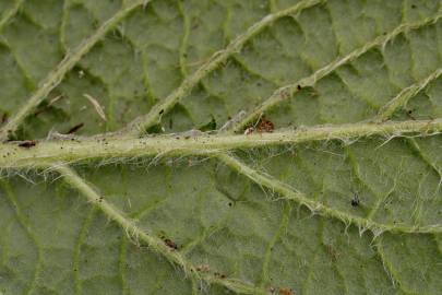Fotografia da espécie Pulicaria odora