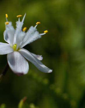 Fotografia 10 da espécie Simethis mattiazzi no Jardim Botânico UTAD