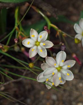 Fotografia 13 da espécie Simethis mattiazzi no Jardim Botânico UTAD