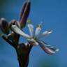 Fotografia 17 da espécie Simethis mattiazzi do Jardim Botânico UTAD