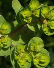 Fotografia da espécie Euphorbia helioscopia