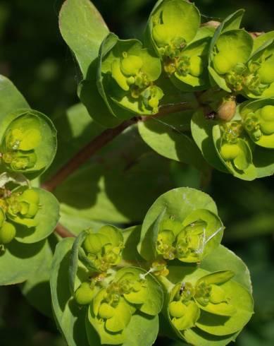Fotografia de capa Euphorbia helioscopia subesp. helioscopia - do Jardim Botânico