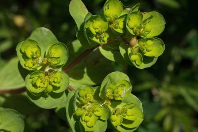 Fotografia da espécie Euphorbia helioscopia subesp. helioscopia