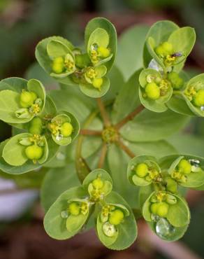 Fotografia 5 da espécie Euphorbia helioscopia subesp. helioscopia no Jardim Botânico UTAD