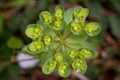 Fotografia da espécie Euphorbia helioscopia subesp. helioscopia