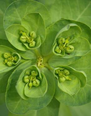 Fotografia 6 da espécie Euphorbia helioscopia subesp. helioscopia no Jardim Botânico UTAD