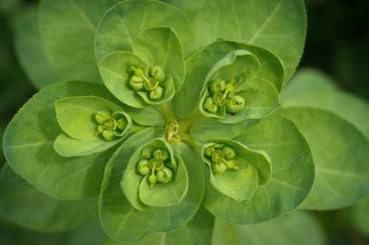 Fotografia da espécie Euphorbia helioscopia subesp. helioscopia