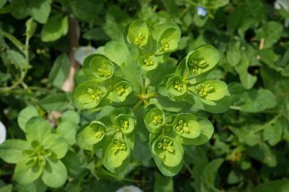 Fotografia da espécie Euphorbia helioscopia subesp. helioscopia