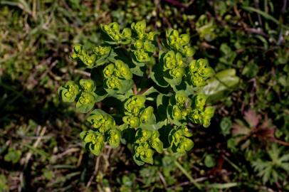 Fotografia da espécie Euphorbia helioscopia subesp. helioscopia