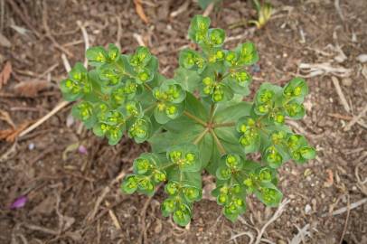 Fotografia da espécie Euphorbia helioscopia subesp. helioscopia