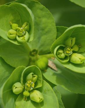 Fotografia 12 da espécie Euphorbia helioscopia subesp. helioscopia no Jardim Botânico UTAD