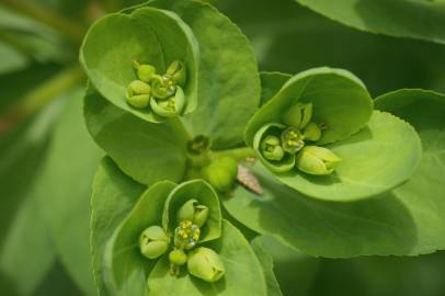 Fotografia da espécie Euphorbia helioscopia subesp. helioscopia