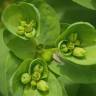 Fotografia 12 da espécie Euphorbia helioscopia subesp. helioscopia do Jardim Botânico UTAD