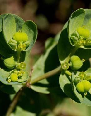 Fotografia 13 da espécie Euphorbia helioscopia subesp. helioscopia no Jardim Botânico UTAD