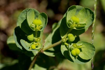 Fotografia da espécie Euphorbia helioscopia subesp. helioscopia