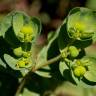 Fotografia 13 da espécie Euphorbia helioscopia subesp. helioscopia do Jardim Botânico UTAD