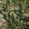 Fotografia 10 da espécie Polygonum maritimum do Jardim Botânico UTAD