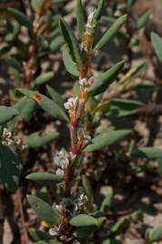 Fotografia da espécie Polygonum maritimum