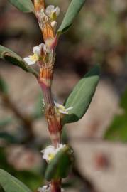 Fotografia da espécie Polygonum maritimum