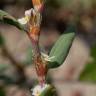 Fotografia 15 da espécie Polygonum maritimum do Jardim Botânico UTAD