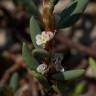 Fotografia 16 da espécie Polygonum maritimum do Jardim Botânico UTAD