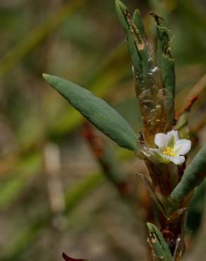 Fotografia 17 da espécie Polygonum maritimum no Jardim Botânico UTAD