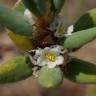 Fotografia 18 da espécie Polygonum maritimum do Jardim Botânico UTAD