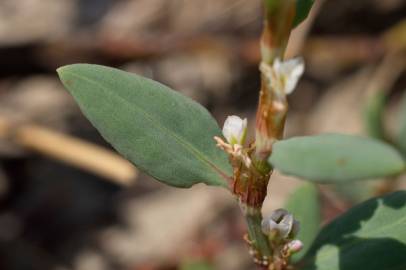 Fotografia da espécie Polygonum maritimum