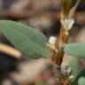 Fotografia 19 da espécie Polygonum maritimum do Jardim Botânico UTAD